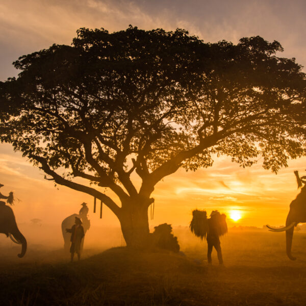 Elephants at sunrise in Thailand Ellephants and farmers in asian countryside at sunrise, Thailand - Thai elephants in Surin region, daily life in the nature